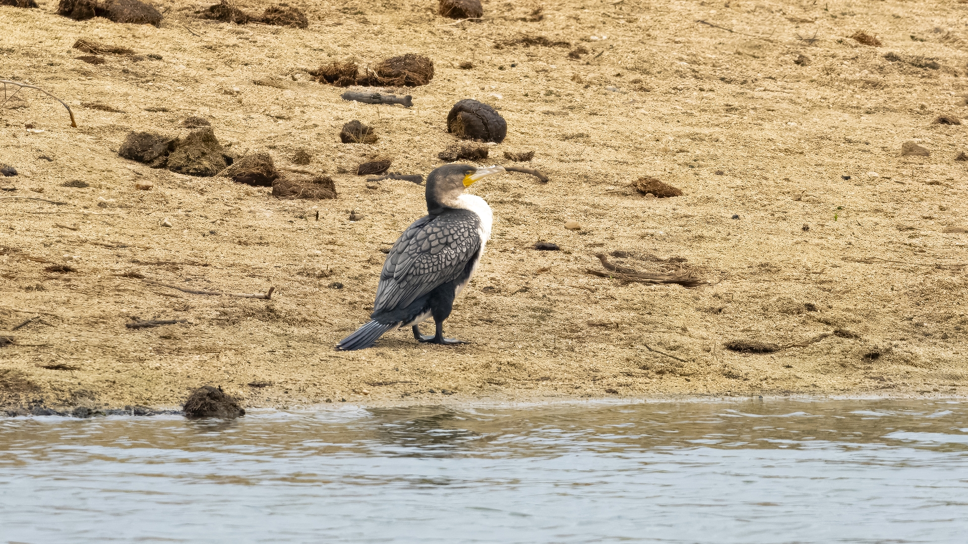 Kruger25 2025 10 30 10 51 10 ILCE 1M2 455
